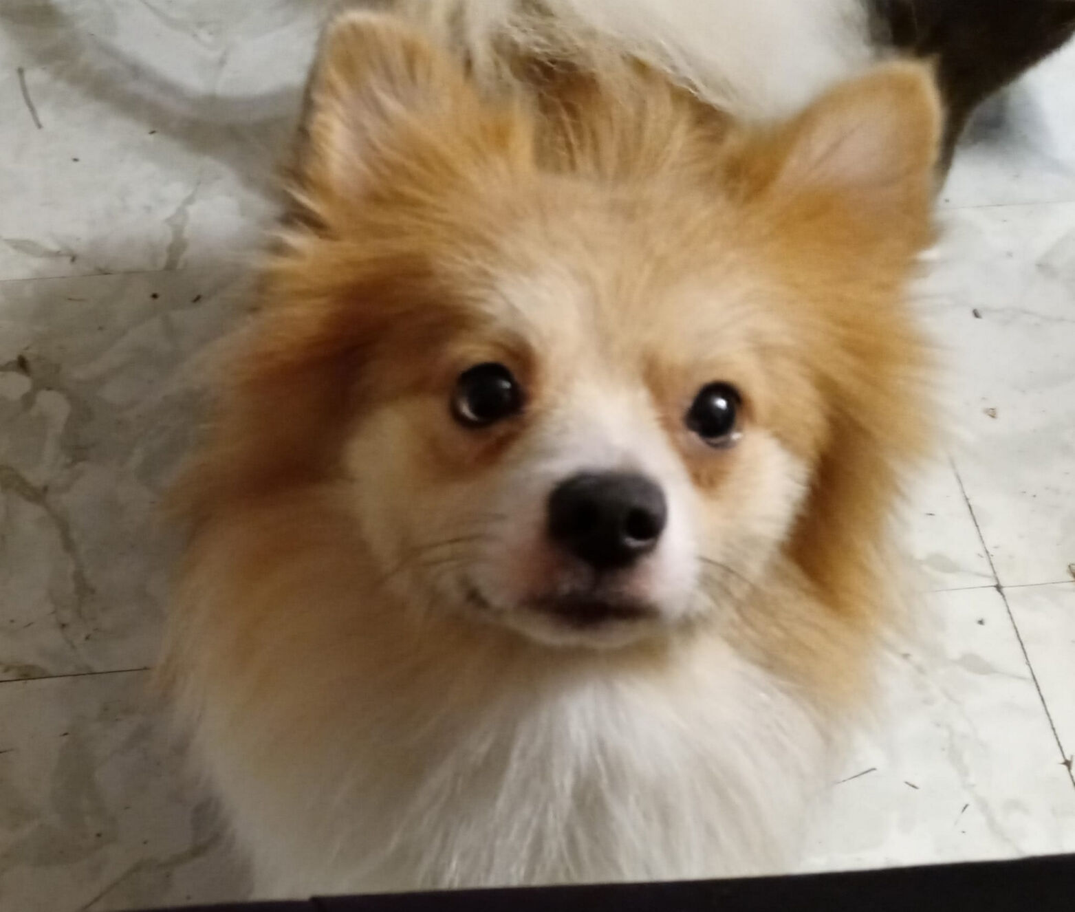 After pets lost in fire, owner grateful for support